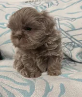 Milo , a male Shih Tzu for sale in Porterville, CA – 1 of 3