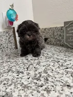 Milo, a male Shih Tzu for sale in Porterville, CA – Photo 3 of 3