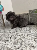 Milo, a male Shih Tzu for sale in Porterville, CA – Photo 2 of 3