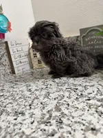 Milo, a male Shih Tzu for sale in Porterville, CA – Photo 1 of 3