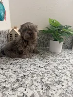 Bear, a male Shih Tzu for sale in Porterville, CA – 3 of 3