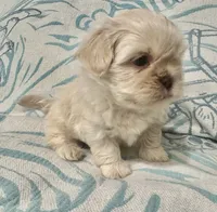 Olaf , a male Shih Tzu for sale in Porterville, CA – 2 of 4