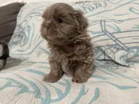 Milo , a male Shih Tzu for sale in Porterville, CA – 3 of 3