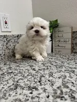 Bailey , a female Shih Tzu for sale in Porterville, CA – Photo 2 of 2