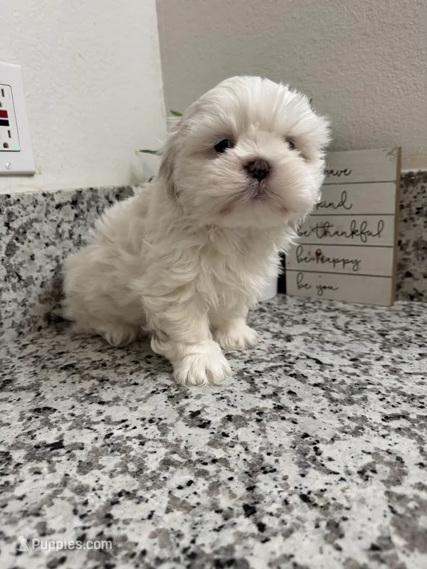 Bailey  – Shih Tzu puppy for sale in Porterville, CA