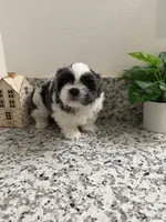 Toby, a male Shih Tzu for sale in Porterville, CA – 2 of 3