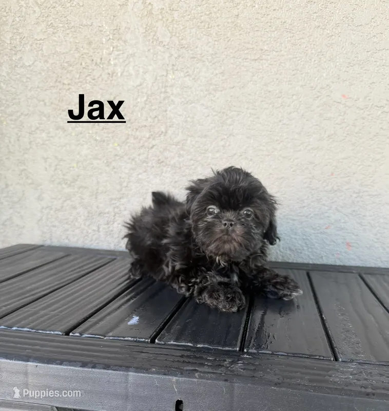 Jax – Shih Tzu puppy for sale in Porterville, CA