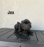 Jax, a male Shih Tzu for sale in Porterville, CA – 1 of 2