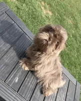 Bear, a male Shih Tzu for sale in Porterville, CA – 2 of 2