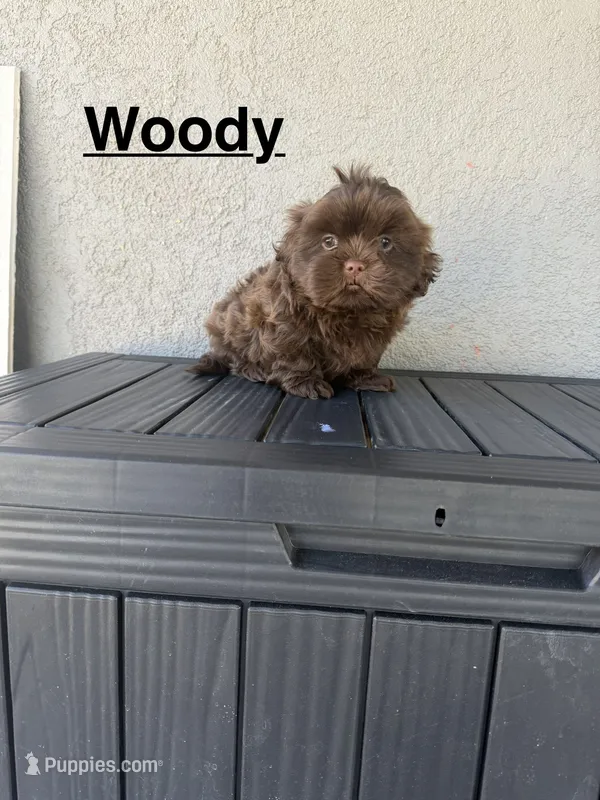 Woody – Shih Tzu puppy for sale in Porterville, CA