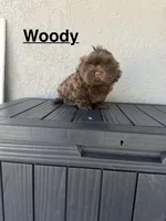 Woody, a male Shih Tzu for sale in Porterville, CA – 1 of 2