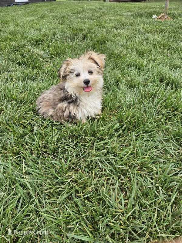 Lisa  – Morkie puppy for sale in Montgomery, IN