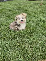 Lisa , a female Morkie for sale in Montgomery, IN – 1 of 5