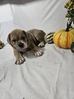 Ozzy, a male English Bulldog for sale in Montgomery, IN – 2 of 4
