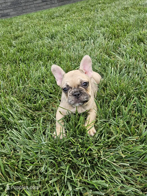 Amanda  – French Bulldog puppy for sale in Montgomery, IN
