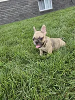 Lana , a female French Bulldog for sale in Montgomery, IN – 4 of 6