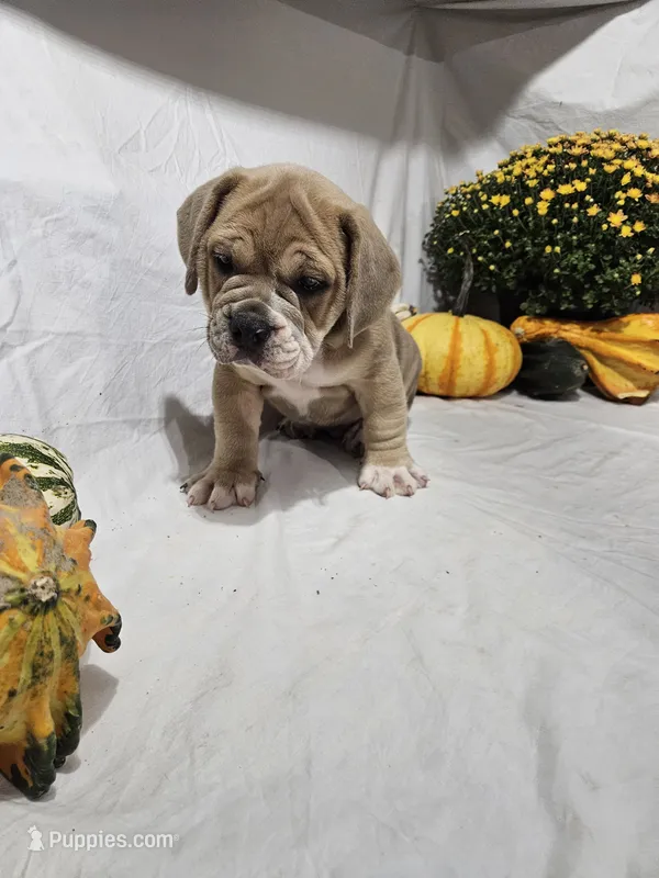 Lil Lenny – English Bulldog puppy for sale in Montgomery, IN