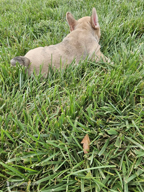 Lana  – French Bulldog puppy for sale in Montgomery, IN