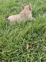 Lana , a female French Bulldog for sale in Montgomery, IN – 1 of 6