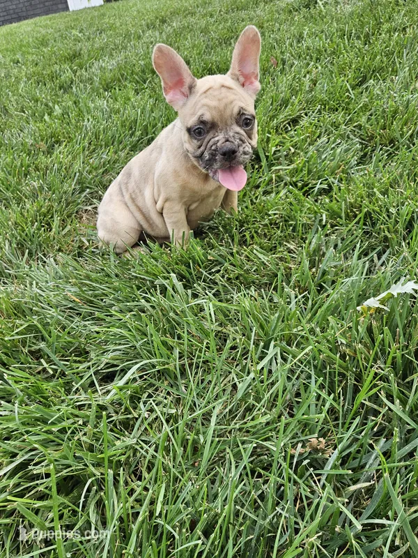 Rita – French Bulldog puppy for sale in Montgomery, IN