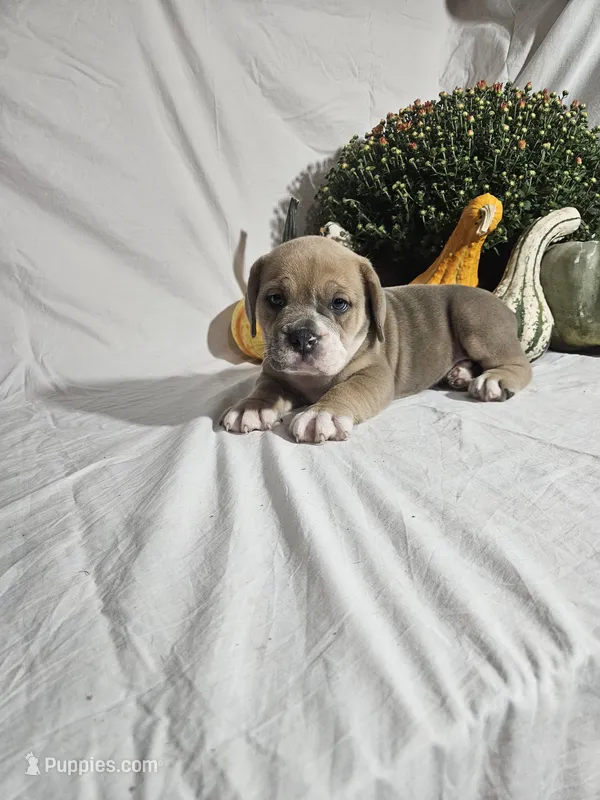 Lil Lenny – English Bulldog puppy for sale in Montgomery, IN