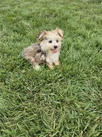 Lisa , a female Morkie for sale in Montgomery, IN – 4 of 5