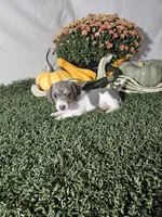 Jamie , a female Dachshund for sale in Montgomery, IN – 3 of 4
