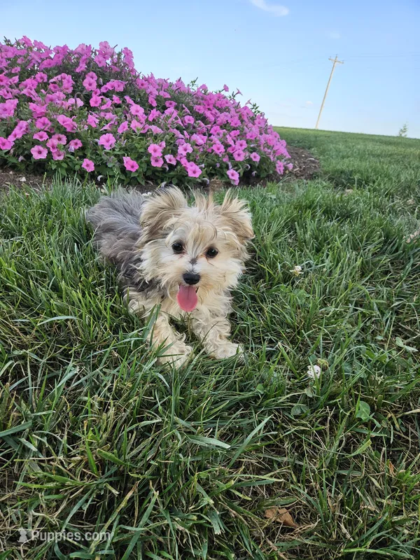 Lisa  – Morkie puppy for sale in Montgomery, IN