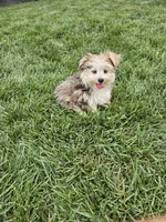 Lisa , a female Morkie for sale in Montgomery, IN – 2 of 5