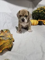 Ozzy, a male English Bulldog for sale in Montgomery, IN – 3 of 4