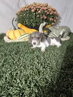 Jamie , a female Dachshund for sale in Montgomery, IN – 2 of 4
