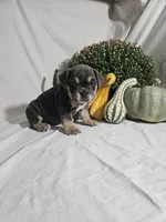 Ashley , a female English Bulldog for sale in Montgomery, IN – 2 of 4