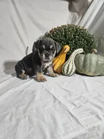 Ashley , a female English Bulldog for sale in Montgomery, IN – 1 of 4