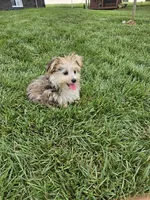 Lisa , a female Morkie for sale in Montgomery, IN – 3 of 5