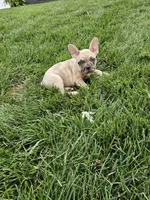 Rita, a female French Bulldog for sale in Montgomery, IN – 3 of 3