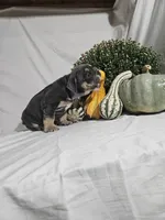 Ashley , a female English Bulldog for sale in Montgomery, IN – 4 of 4