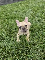 Lana , a female French Bulldog for sale in Montgomery, IN – 2 of 6