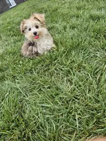 Lisa , a female Morkie for sale in Montgomery, IN – 5 of 5