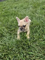 Lana , a female French Bulldog for sale in Montgomery, IN – 6 of 6