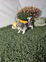Jamie , a female Dachshund for sale in Montgomery, IN – 4 of 4