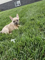 Rita, a female French Bulldog for sale in Montgomery, IN – 2 of 3