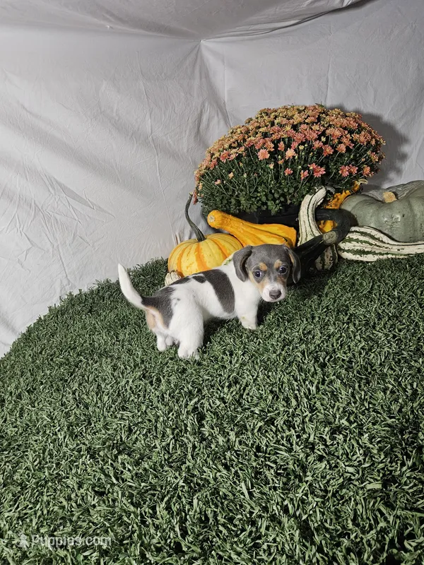 Jamie  – Dachshund puppy for sale in Montgomery, IN
