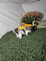 Jamie , a female Dachshund for sale in Montgomery, IN – 1 of 4