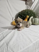 Lil Lenny, a male English Bulldog for sale in Montgomery, IN – 2 of 3