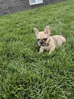 Lana , a female French Bulldog for sale in Montgomery, IN – 3 of 6
