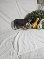 Ashley , a female English Bulldog for sale in Montgomery, IN – 3 of 4