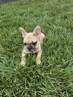 Lana , a female French Bulldog for sale in Montgomery, IN – 5 of 6
