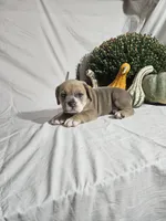Lil Lenny, a male English Bulldog for sale in Montgomery, IN – 3 of 3