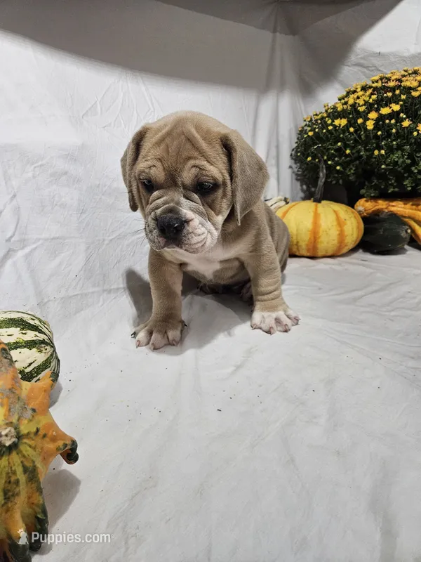 Ozzy – English Bulldog puppy for sale in Montgomery, IN