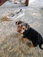 Teddy, a male Yorkshire Terrier for sale in Grant, MI – Photo 3 of 3